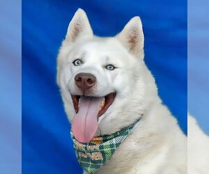 - Mix Dogs for adoption in Pasadena, CA, USA