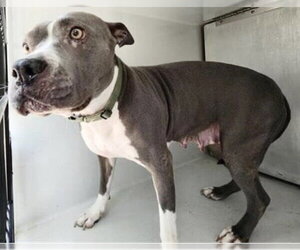 Staffordshire Bull Terrier-Unknown Mix Dogs for adoption in Houston, TX, USA