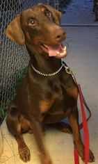 Doberman Pinscher Dogs for adoption in Bristolville, OH, USA