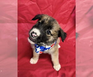 Anatolian Shepherd-Labrador Retriever Mix Dogs for adoption in Lakewood, CO, USA