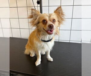 Mutt Dogs for adoption in Downey, CA, USA