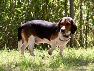 Medium Photo #1 Beagle-Unknown Mix Puppy For Sale in Warwick, RI, USA
