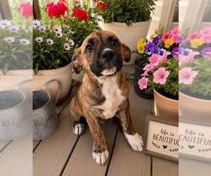Plott Hound-Unknown Mix Dogs for adoption in Claremore, OK, USA