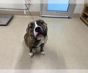 American Bulldog-Unknown Mix Dogs for adoption in Grand Prairie, TX, USA