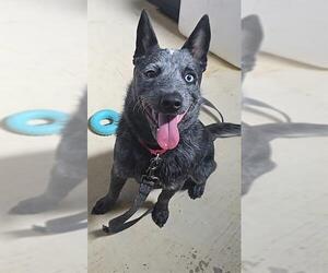 Mutt Dogs for adoption in Center Township, PA, USA