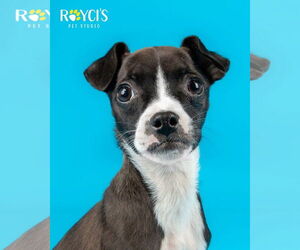 Chihuahua-Unknown Mix Dogs for adoption in Sandy, UT, USA
