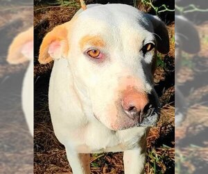Boxador Dogs for adoption in Frankston, TX, USA