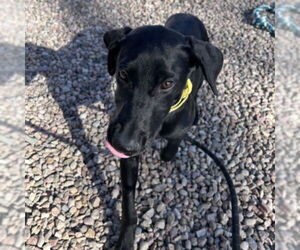 Medium Photo #1 Labrador Retriever Puppy For Sale in Fort Collins, CO, USA