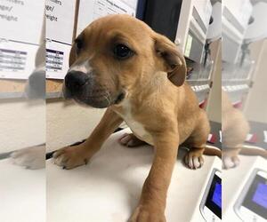 American Pit Bull Terrier Dogs for adoption in Conroe, TX, USA