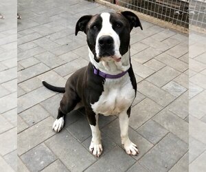 Great Dane-Unknown Mix Dogs for adoption in Berkeley, CA, USA