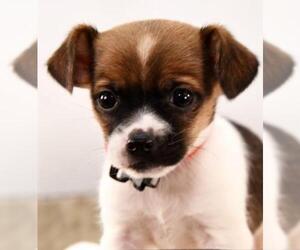Chug Dogs for adoption in Sheridan, CO, USA
