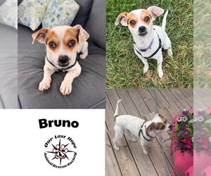 Jack-Rat Terrier Dogs for adoption in Princeton, British Columbia, Canada
