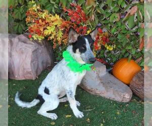 Mutt Dogs for adoption in Oklahoma City, OK, USA