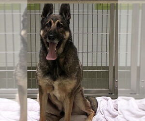German Shepherd Dog Dogs for adoption in Rancho Cucamonga, CA, USA