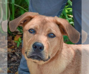 Golden Labrador Dogs for adoption in Huntley, IL, USA