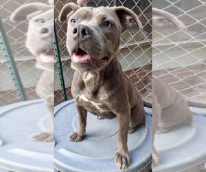 Staffordshire Bull Terrier-Unknown Mix Dogs for adoption in Brewster, NY, USA