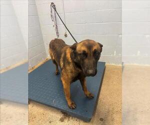 Mutt Dogs for adoption in Woodland, CA, USA