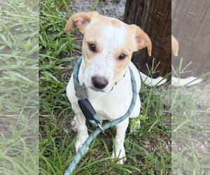 Toy Rat Doxie Dogs for adoption in Sanford, FL, USA