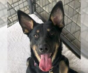 German Shepherd Dog Dogs for adoption in Cupertino, CA, USA