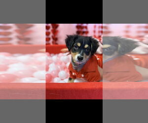 Rottweiler-Unknown Mix Dogs for adoption in NYC, NY, USA