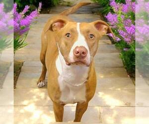 American Pit Bull Terrier Dogs for adoption in Sacramento, CA, USA