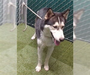 Siberian Husky Dogs for adoption in Downey, CA, USA