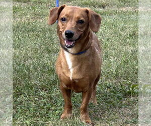 Chiweenie Dogs for adoption in Batavia, OH, USA