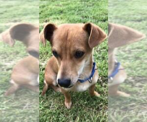 Chiweenie Dogs for adoption in Decatur, GA, USA