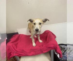 German Shepherd Dog-Unknown Mix Dogs for adoption in Modesto, CA, USA