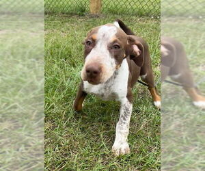 Pointer-Unknown Mix Dogs for adoption in Tarrytown, GA, USA