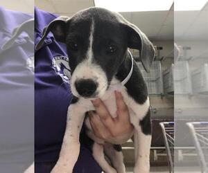American Pit Bull Terrier-Unknown Mix Dogs for adoption in Conroe, TX, USA