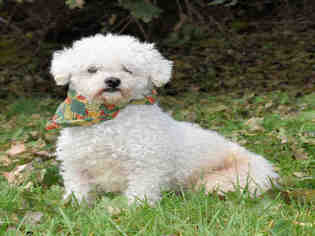 Bichon Frise Dogs for adoption in Westminster, MD, USA