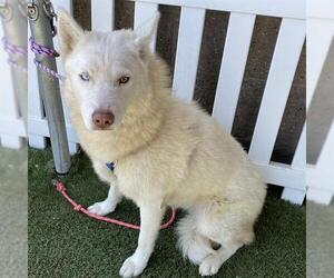 Siberian Husky Dogs for adoption in Modesto, CA, USA