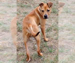 Boxer Dogs for adoption in Walnutport, PA, USA