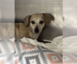 Dachshund-Unknown Mix Dogs for adoption in St. Louis Park, MN, USA