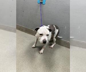 American Pit Bull Terrier-Unknown Mix Dogs for adoption in Las Vegas, NV, USA