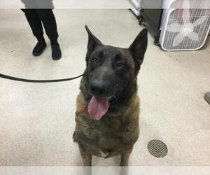 Mutt Dogs for adoption in Riverside, CA, USA
