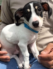 Medium Photo #1 Chiweenie Puppy For Sale in Wakefield, RI, USA