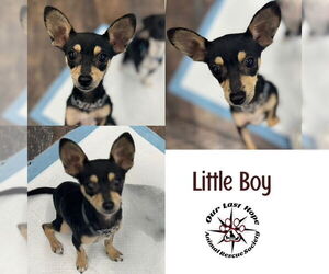 Chihuahua-Unknown Mix Dogs for adoption in Princeton, British Columbia, Canada