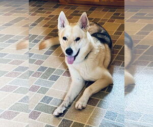 German Shepherd Dog-Huskies  Mix Dogs for adoption in Dallas, TX, USA