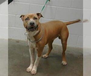Boxer-Unknown Mix Dogs for adoption in St. Cloud, FL, USA