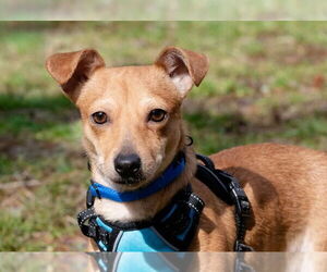 Chiweenie Dogs for adoption in Ellijay, GA, USA