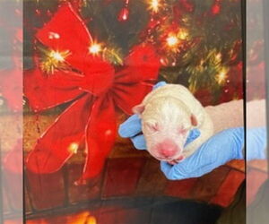 Labrador Retriever Dogs for adoption in San Bernardino, CA, USA