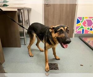 German Shepherd Dog Dogs for adoption in Baytown, TX, USA