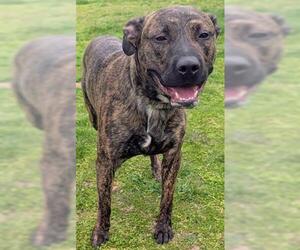 Mastiff-Unknown Mix Dogs for adoption in Akron, OH, USA