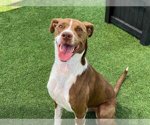 Pointer-Unknown Mix Dogs for adoption in Orange, CA, USA