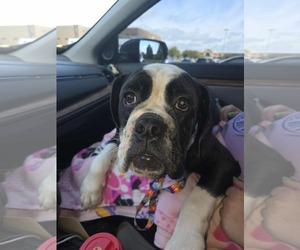 Bulldog Dogs for adoption in Hinckley, IL, USA