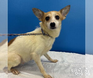 Mutt Dogs for adoption in Washington, DC, USA