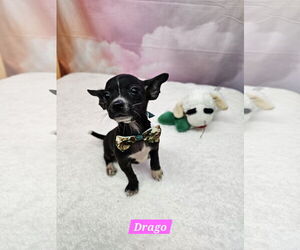 Chihuahua-Unknown Mix Dogs for adoption in Metairie, LA, USA