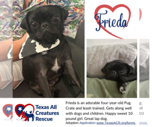 Pug Dogs for adoption in Lillian, TX, USA